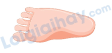 Đề thi học kì 2 Tiếng Anh 4 Family and Friends - Đề số 1 0 5