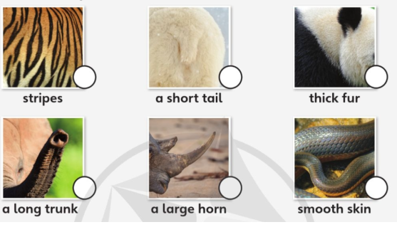 Tiếng Anh lớp 4 Unit 7 lesson 6 trang 117 Explore Our World 1 1